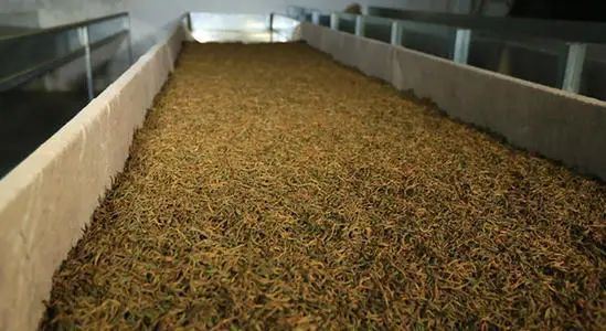 The Duration of Fermentation for Black Tea-2
