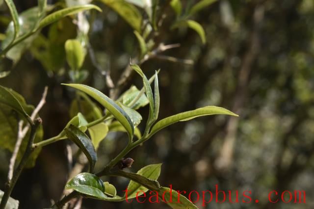 Spring Tea Season Approaches: A Guide to Buying Pu'er Spring Tea-3