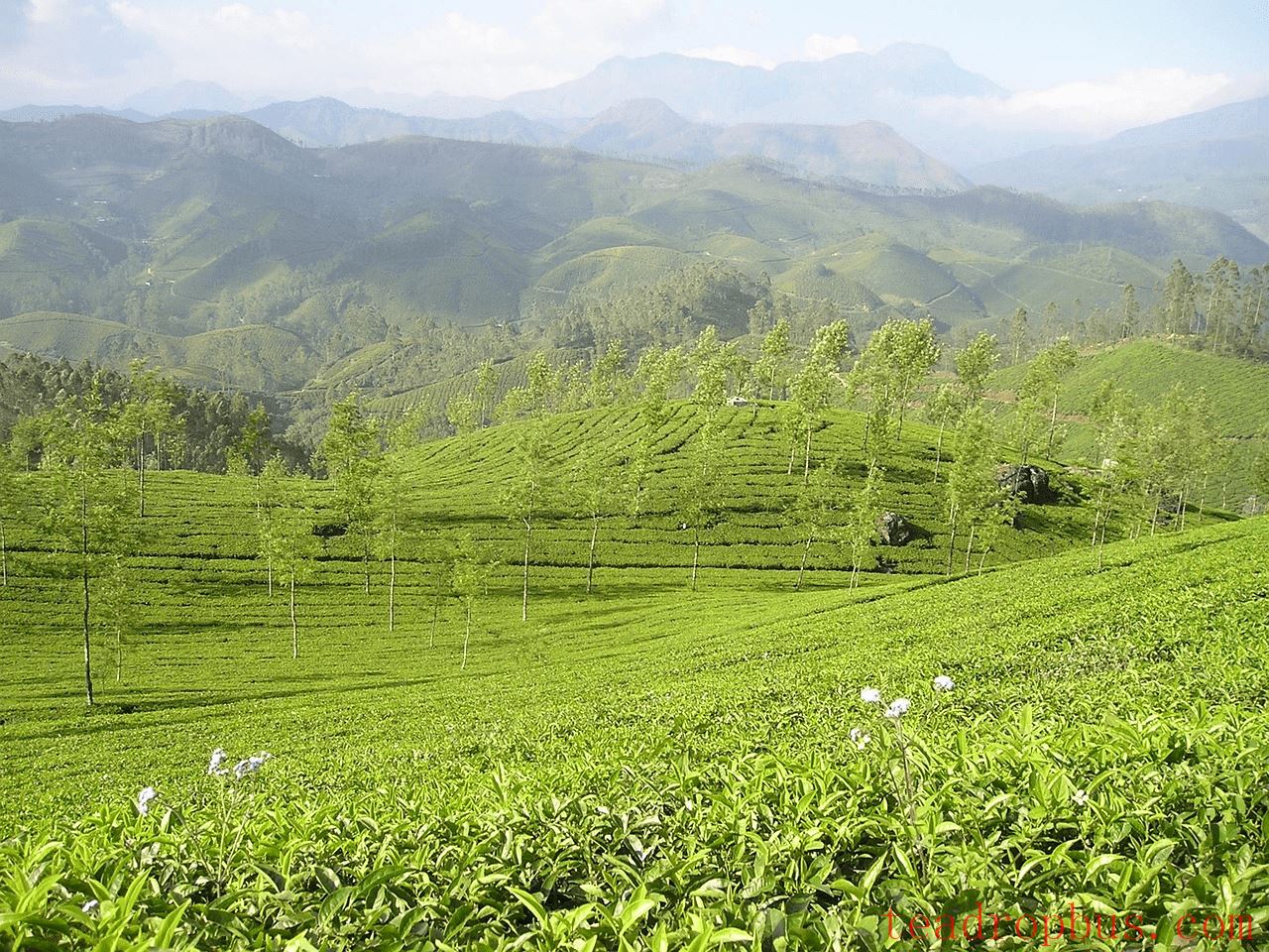 Yunnan Black Tea: The Soul of Craftsmanship and the Rhythm of Aroma-1