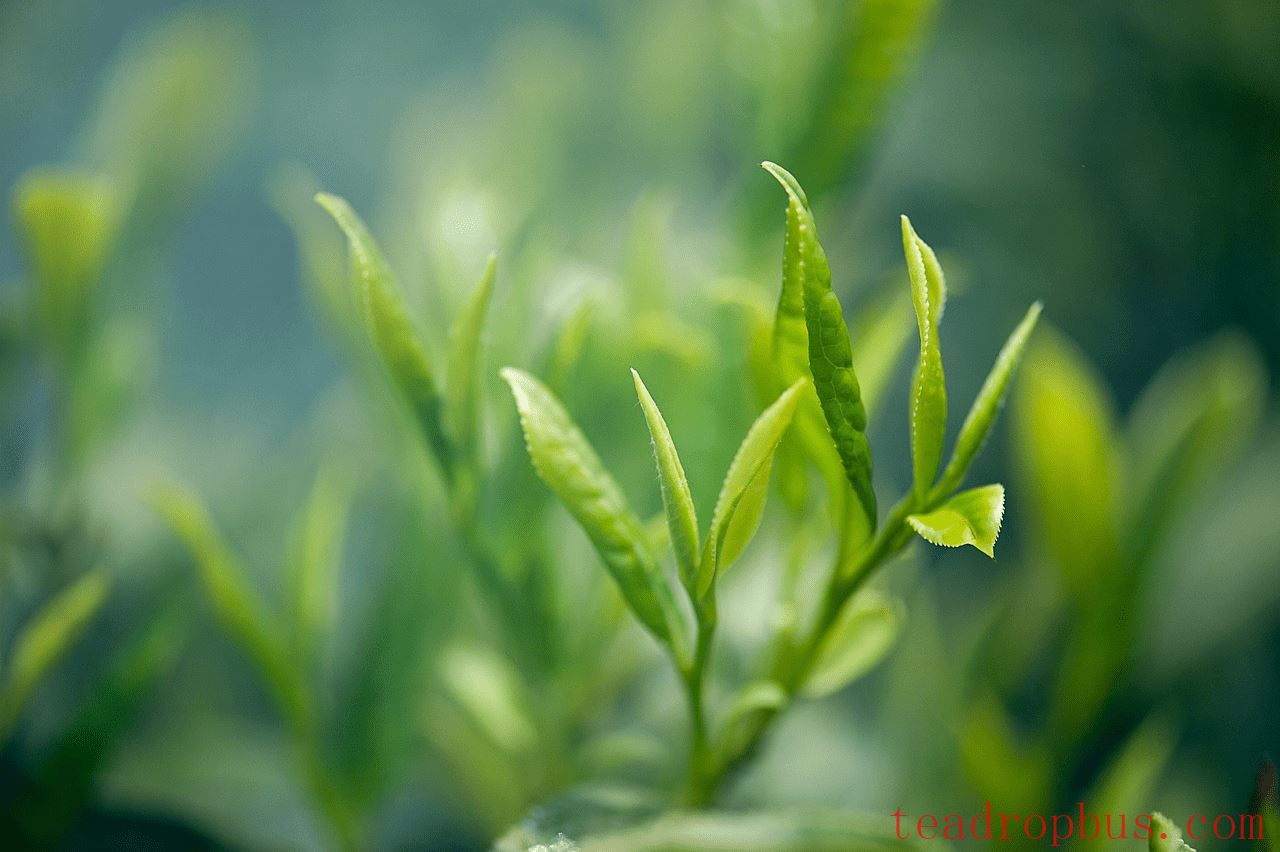 Which is Better, Pre-Qingming Tea or Pre-Grain Rain Tea?-2