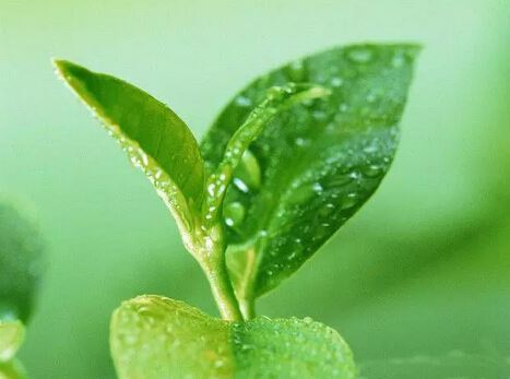 Tea for Health | Four cups of tea a day to stay away from the Tea for Health | Four cups of tea a day to stay away from the