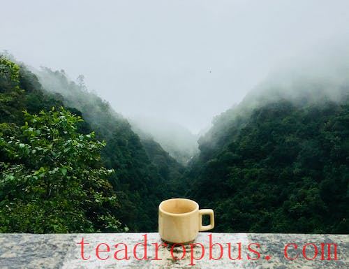 Mengding Mountain Yellow Bud: What Type of Tea Is It? Getting to Know a Fine Tea Near Us—Mengding Yellow Bud-3