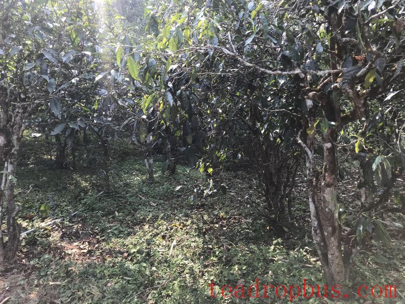 The Characteristics of the Ancient Tree Tea from Radar Mountain-1