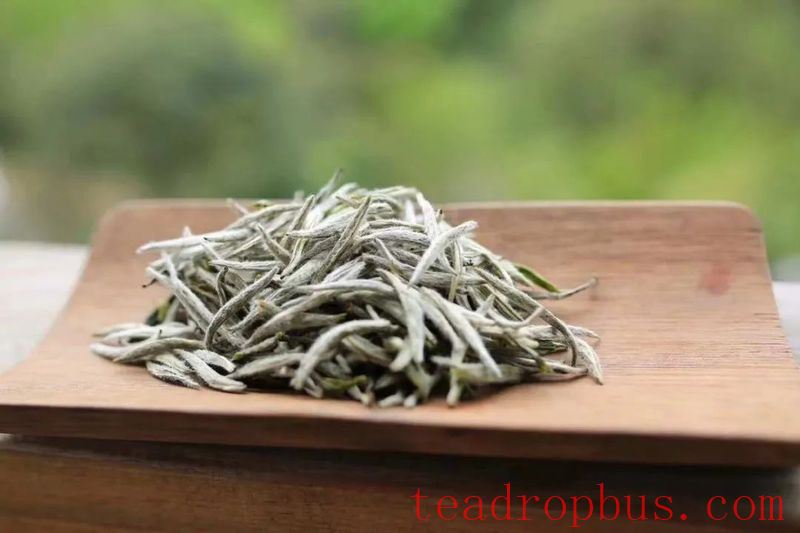 Tasting White Tea, Embracing the Rhythm of Nature-1