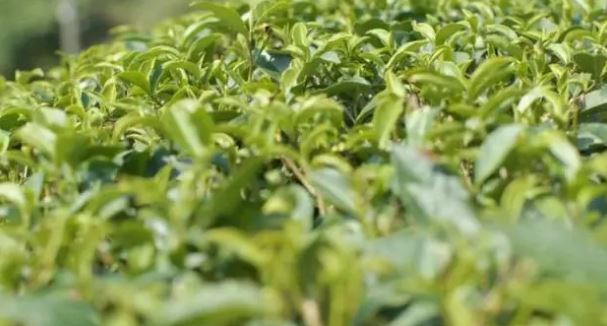 Exploring the Secrets of Longjing Tea: Savoring the Aroma of a Thousand Years of History and Culture-1