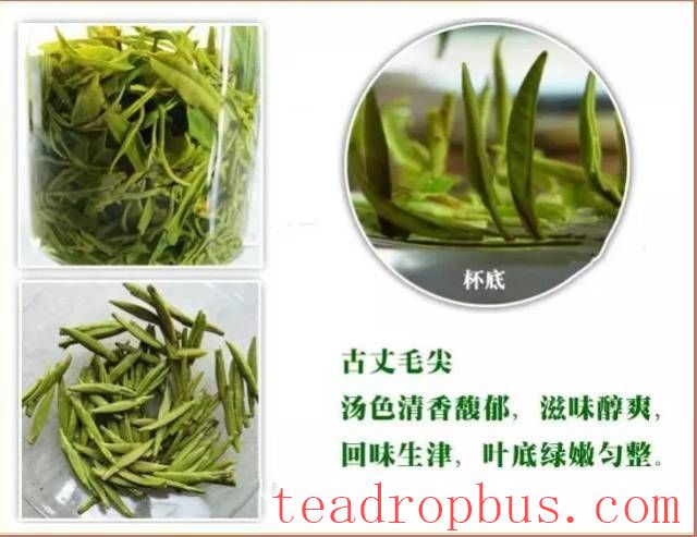 Guzhang Maojian—The Enduring Tea Melody of Ancient Yang River-3