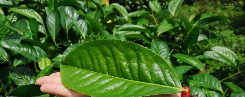 Yunnan White Tea - Simplicity is the Ultimate Sophistication-4