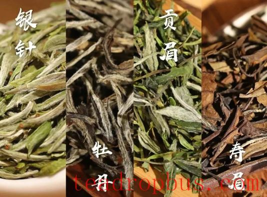 White Tea: The Art of Time, A Feast for the Palate-2