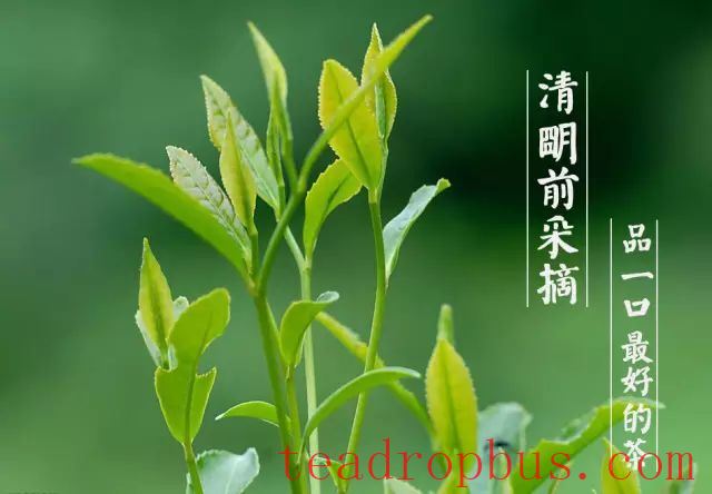 Jintan Golden Finch Tongue—The Golden Finch Tongue in the Peach Blossom Rain-3