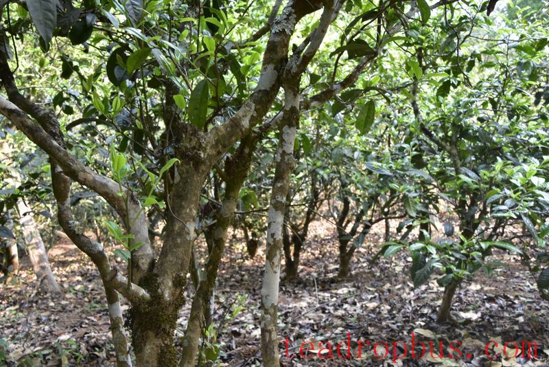 What Category Does Ancient Tree Tea Belong To?-1