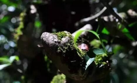 Pu'er Tea's Irreplicable 