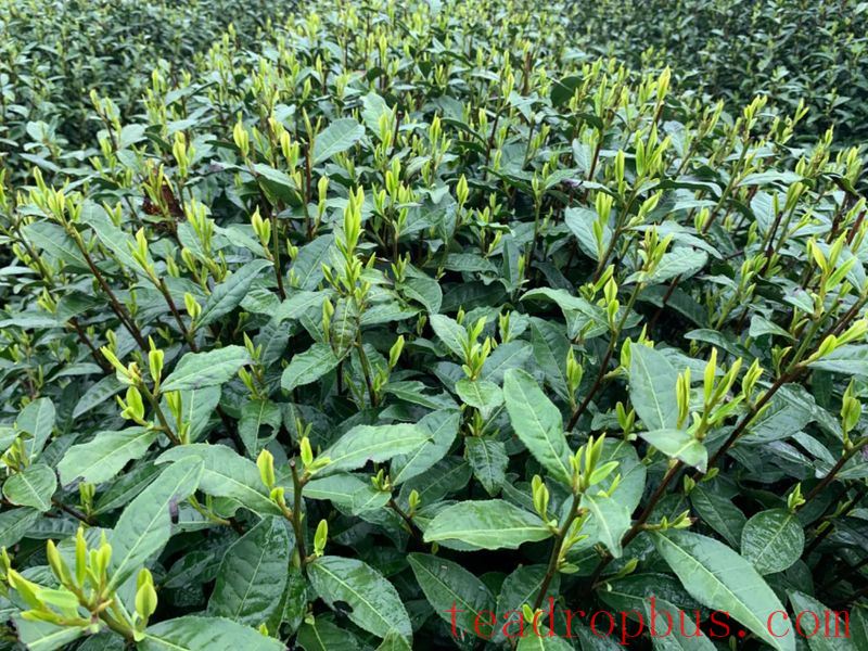 What is the 'Longjing 43' that tea enthusiasts talk about? Why isn't it 42 or 44?-3