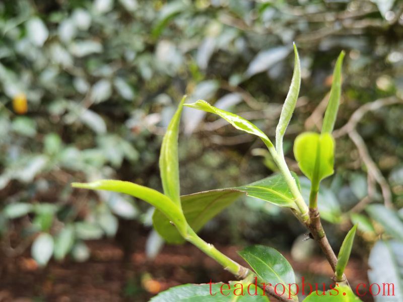 The Benefits and Effects of Pu'er Spring Tea-1
