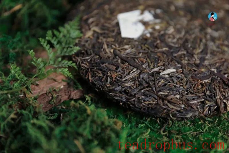 Why do people store compressed Pu'er tea instead of loose leaf?-1