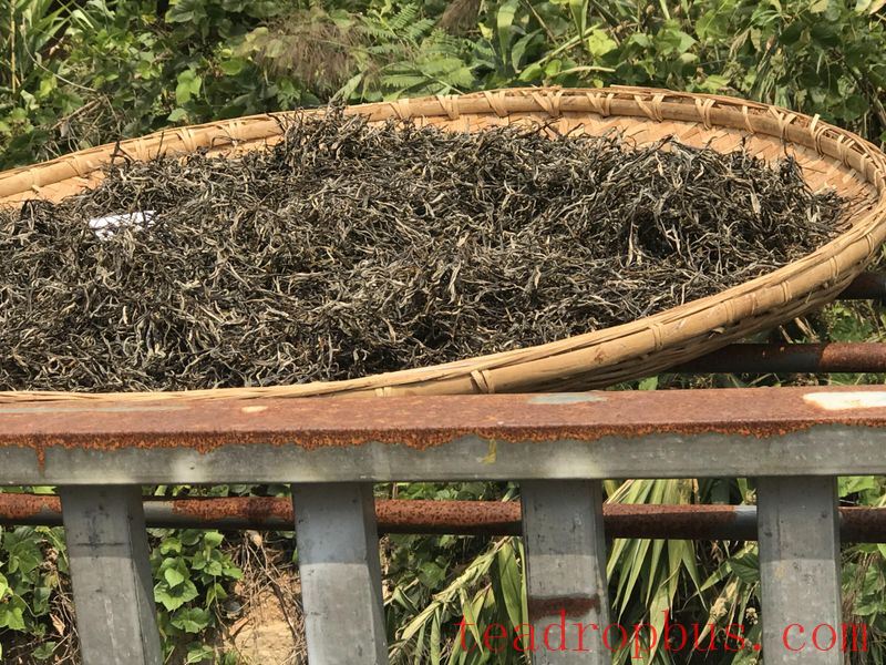 The Production Process of Pu'er Ancient Tree Spring Tea-4
