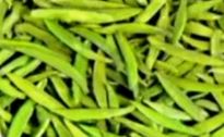 Selecting and Preserving High-Quality Early Spring Green Tea-9