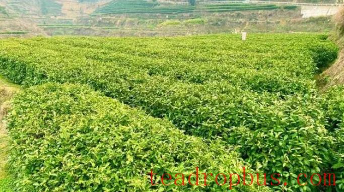 Baojing Golden Tea: A Nectar from Nature-2