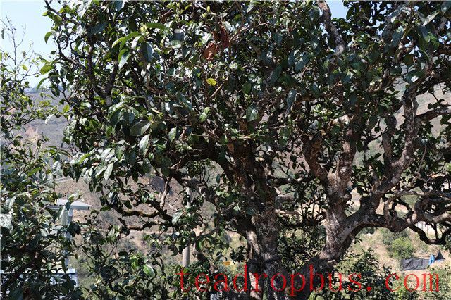 2024 Price of Man Nu Spring Tea-2