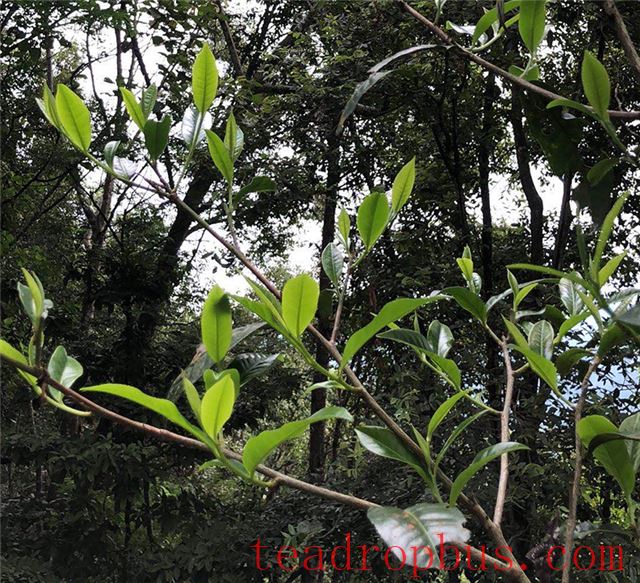 Taste Characteristics of Yiwu Mahhei Ancient Tree Tea-2