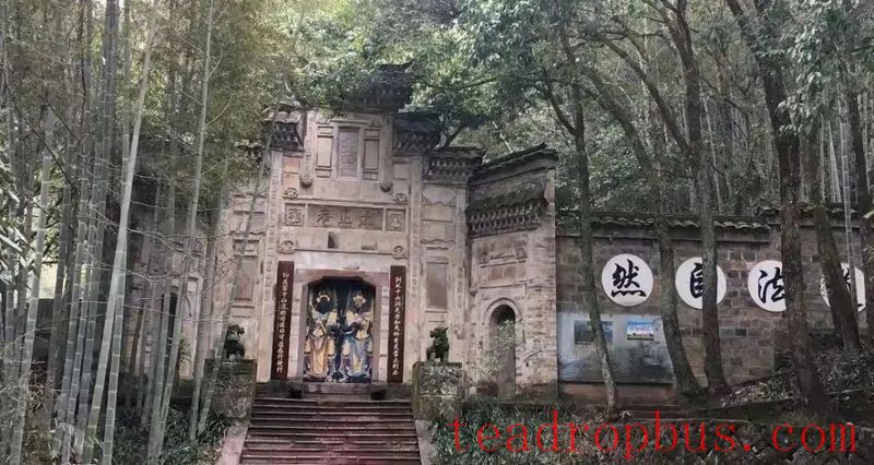 White Cockatoo, One of the Four Famous Clones of Wuyi Rock Tea-2