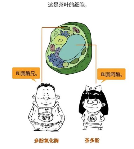 How Can You Buy Tea Without Understanding It? A Beginner's Guide to Identifying Tea-4