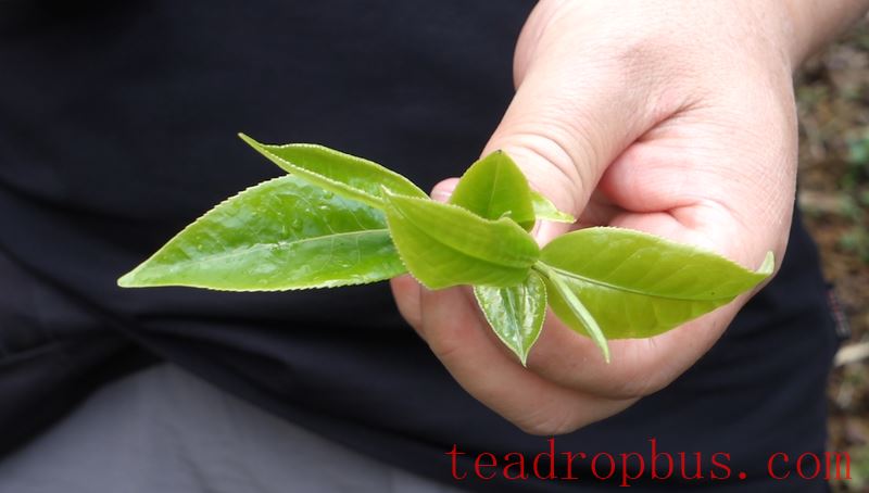 Lao Xu on Tea: New Pu'er Teas are Hitting the Market! How to Select a High-Quality Pu'er? Look at These Six Factors!-2