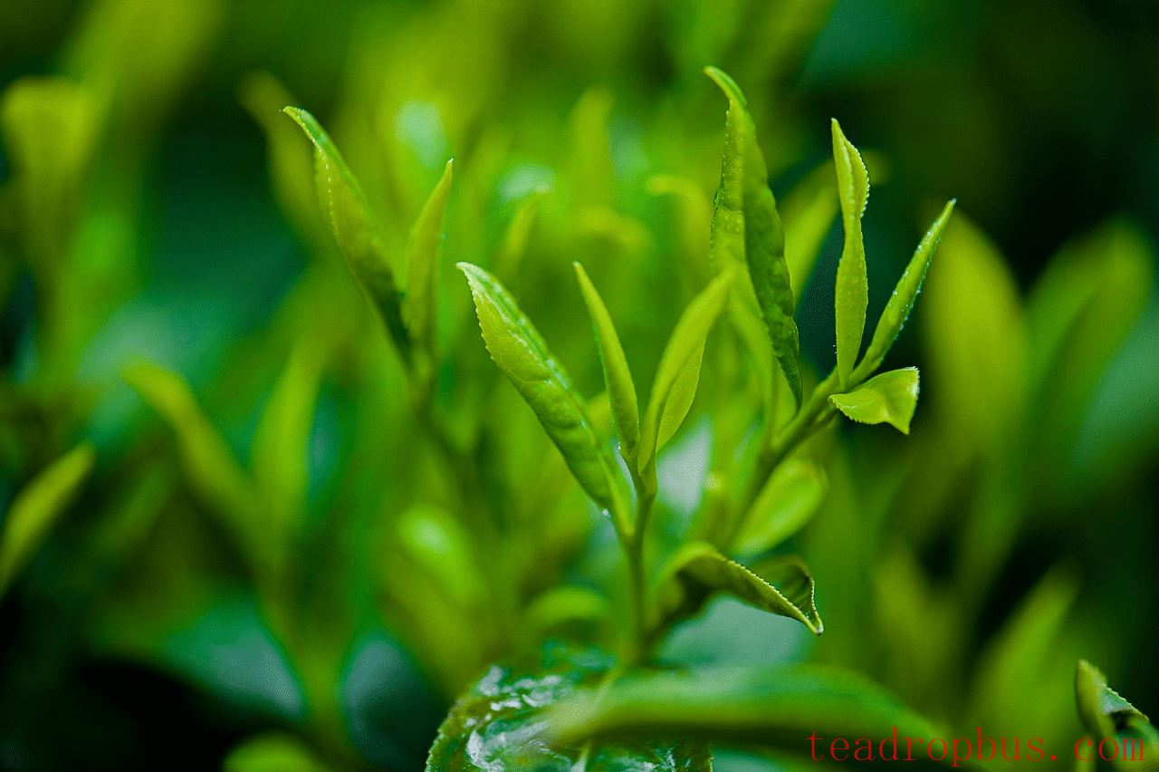 How Tea Ferments: Revitalizing Your Tea-1