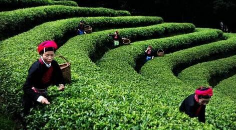 Understanding the White Tea That Becomes a Treasure After Seven Years-2