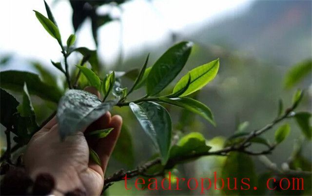 Dazhong Mountain Ancient Tree Tea Characteristics-3