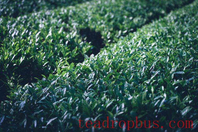 Once Renowned as One of the Top Ten Teas in China, Why is Mending Ganlu Tea from Sichuan Now Relatively Obscure?-2