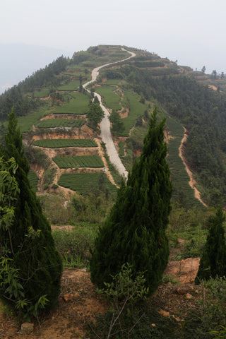 Plots of Tieguanyin oolong tea