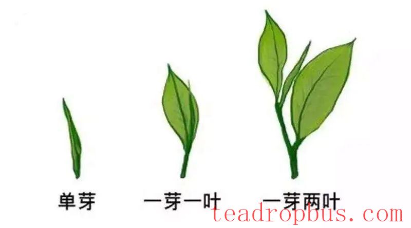 Spring Tea Season Special: The Right Way to Select Green Tea, Are You Doing It Correctly?-7