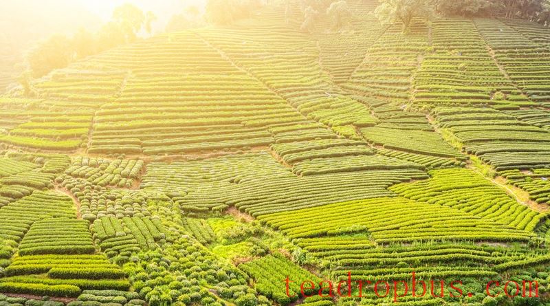 West Lake Longjing Is About to Hit the Market! Grab These Fresh Buying Tips Ahead of Time-2
