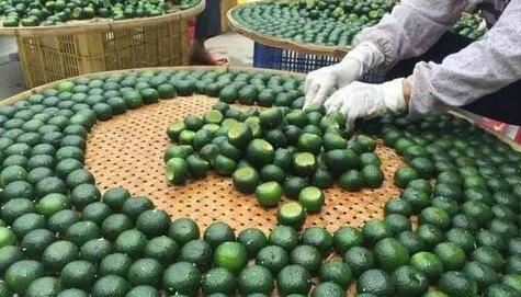 The Sensation of the Tea World: What Exactly is Little Green Tangerine Tea?-2-ChinaTeaGuru: Exploring Chinese Tea Culture and Kung Fu Tea - Tea Art, Tea Ceremony, Tea Knowledge The Sensation of the Tea World: What Exactly is Little Green Tangerine Tea?-2