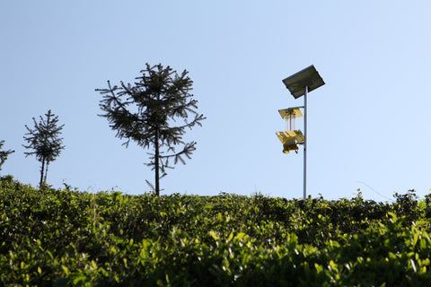 Giardino di tè biologico