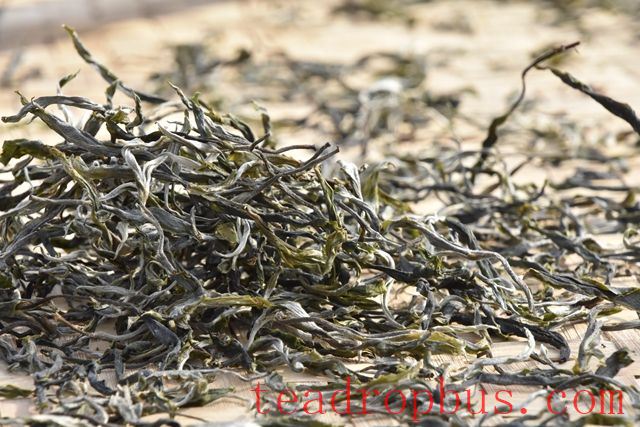 Characteristics and Benefits of Ancient Tree Spring Tea-2