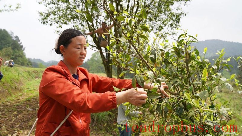 Wuchuan Large Tree Tea is also known as Wuchuan Tall Tree Tea-4
