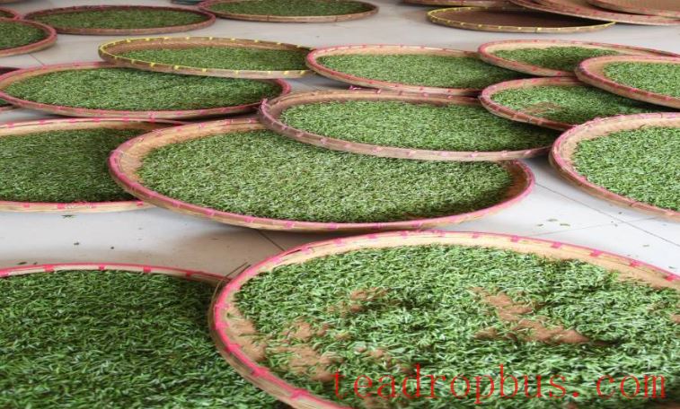 What is Yangxian Xueya Tea?-2