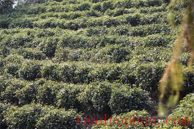 Differences Between Highland and Lowland Tea-1
