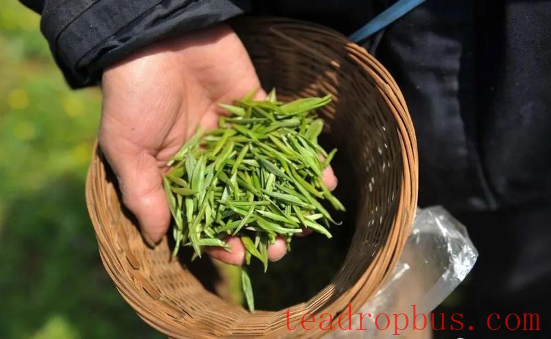 Unveiling the Counterfeits in China's Six Major Tea Categories: Talc for Shine, Chromium Green for Dye-3