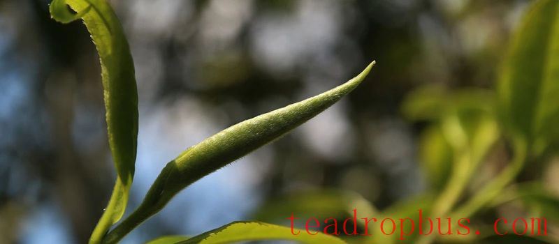 Is Single Tree Really Better Than Mixed Picking? The Answer Is Unexpected-1