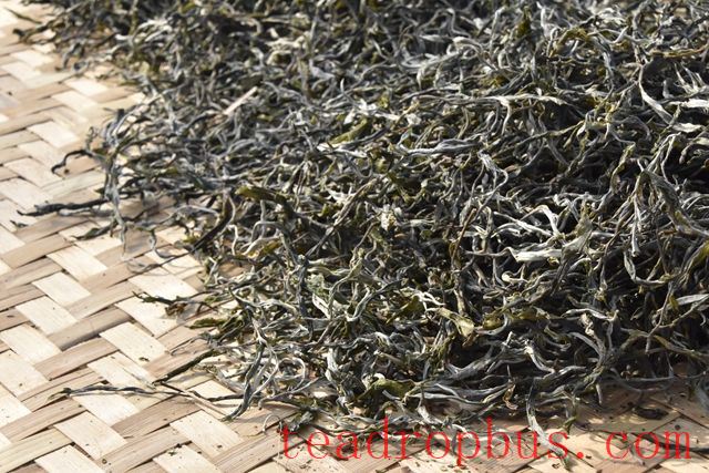Taste Characteristics of Yiwu WanGong Pu'er Tea-2