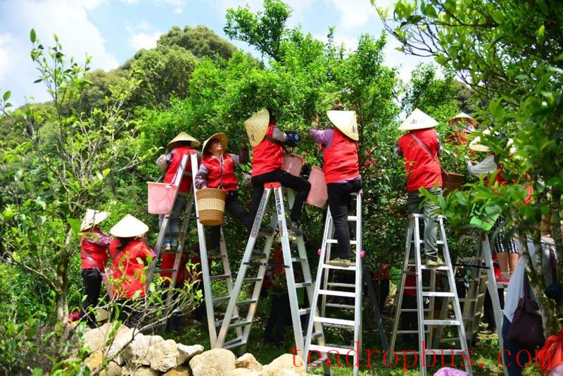 Each Tree Has a Story: A Comprehensive Review of the Legendary Phoenix Dancong Tea Mother Trees-3
