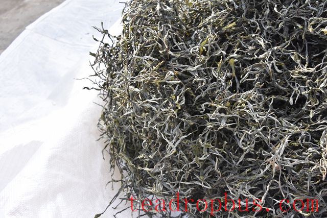 Characteristics of the Wanggong Ancient Tree Tea-2