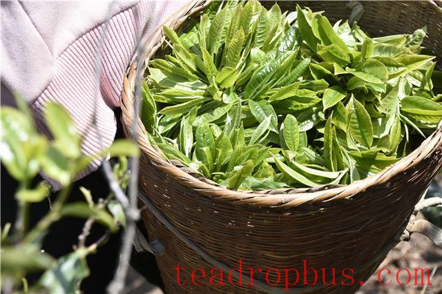 What Does Spring Tea Taste Like?-2