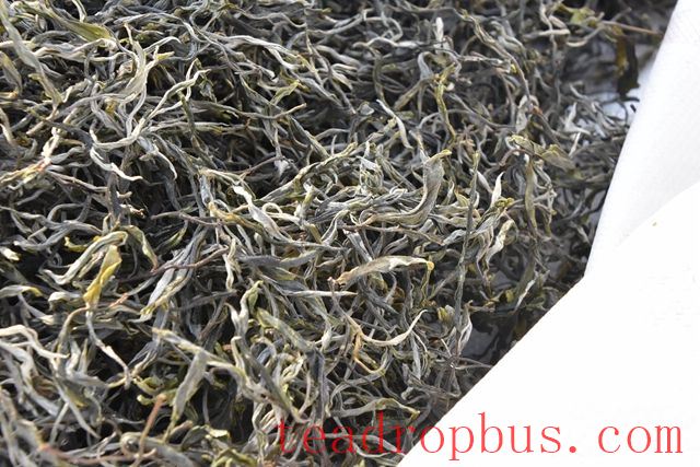 What is the Charm of Yiwu Tea?-2