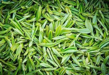 Mengding Ganlu: A Hint of Orchid in Every Sip (Does Mengding Ganlu Have an Orchid Aroma?)-1