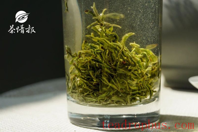 The Wrong Way to Store Green Tea: Trouble is Brewing-6