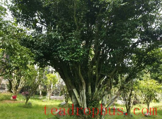 Exploring the Treasured Dark Tea of Anhua at 30 Degrees North Latitude-3