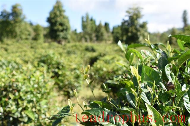 Differences Between Highland and Lowland Tea-2
